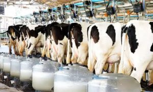 Os municípios da região são responsáveis por quase 41% da produção estadual, sendo São Lourenço do Sul, o quarto maior produtor de leite do estado. (Foto: divulgação)