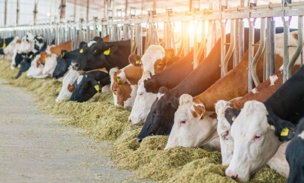 O protagonismo indiano no setor de laticínios demonstra que é possível unir diversidade cultural, inclusão social e inovação tecnológica em uma cadeia produtiva robusta e estratégica.