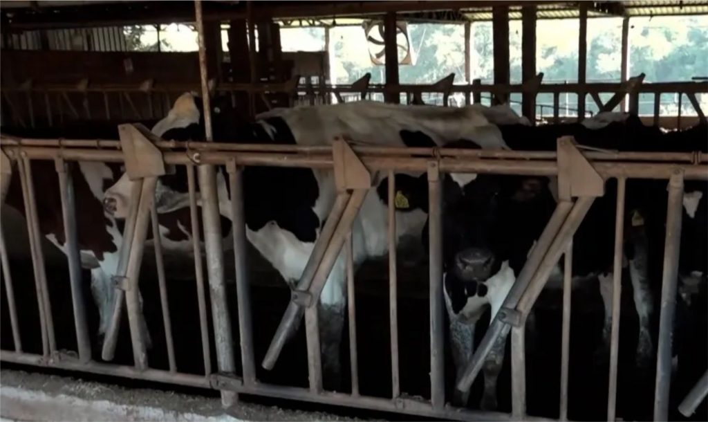 Apesar do trauma, o produtor já iniciou, com apoio de familiares e vizinhos, a retomada das atividades no campo.