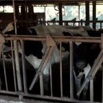 Apesar do trauma, o produtor já iniciou, com apoio de familiares e vizinhos, a retomada das atividades no campo.