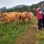 A produção de leite em Santa Catarina exige compromisso diário e cuidados sanitários exemplares.
