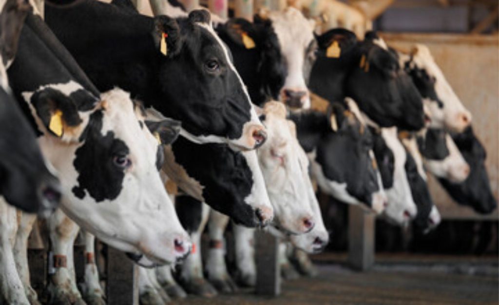 Rabobank. Preço do leite recua: oferta cresce e consumo segue estagnado 🥛