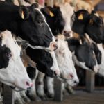 Rabobank. Preço do leite recua: oferta cresce e consumo segue estagnado 🥛