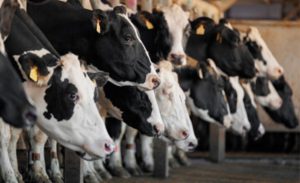 Rabobank. Preço do leite recua: oferta cresce e consumo segue estagnado 🥛