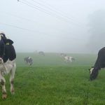 Cuidados com ambiente seco, nutrição adequada e até uso de mantas térmicas são recomendados por técnica da Gadolando.