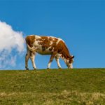 Metano. A pecuária leiteira de baixo carbono exige ação conjunta de empresas e governos, com políticas e incentivos que viabilizem a transição no campo.