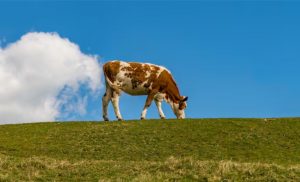 Metano. A pecuária leiteira de baixo carbono exige ação conjunta de empresas e governos, com políticas e incentivos que viabilizem a transição no campo.