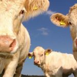 manter juntas as vacas que já socializam, reduz-se o estresse e, consequentemente, melhora-se a qualidade do leite produzido.