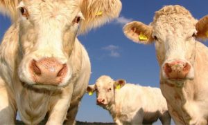 manter juntas as vacas que já socializam, reduz-se o estresse e, consequentemente, melhora-se a qualidade do leite produzido.