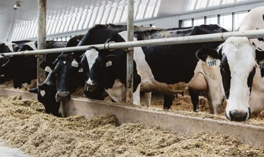 Nova Zelândia e EUA denunciam distorções no mercado lácteo causadas pelo Canadá.