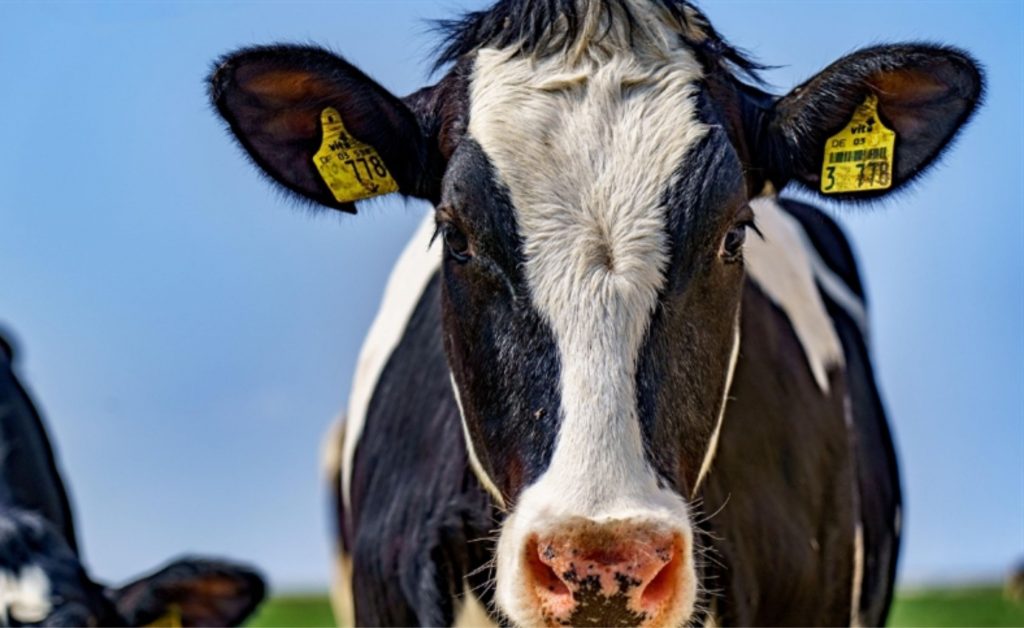 A linha ajuda na produtividade, saúde mamária e ruminal, otimizando a absorção dos nutrientes da dieta. DSM