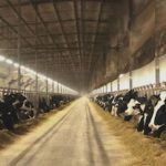 Exportações de leite em pó da Argentina seguem sem barreiras no Brasil