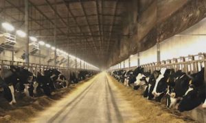 Exportações de leite em pó da Argentina seguem sem barreiras no Brasil