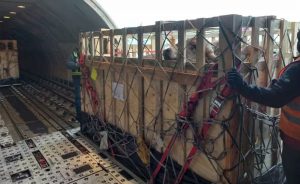🚚 110 bovinos Gir Leiteiro embarcam de SP para o Equador