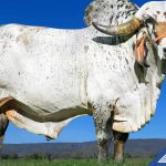 Gir Leiteiro lidera melhoramento genético no leite tropical brasileiro.