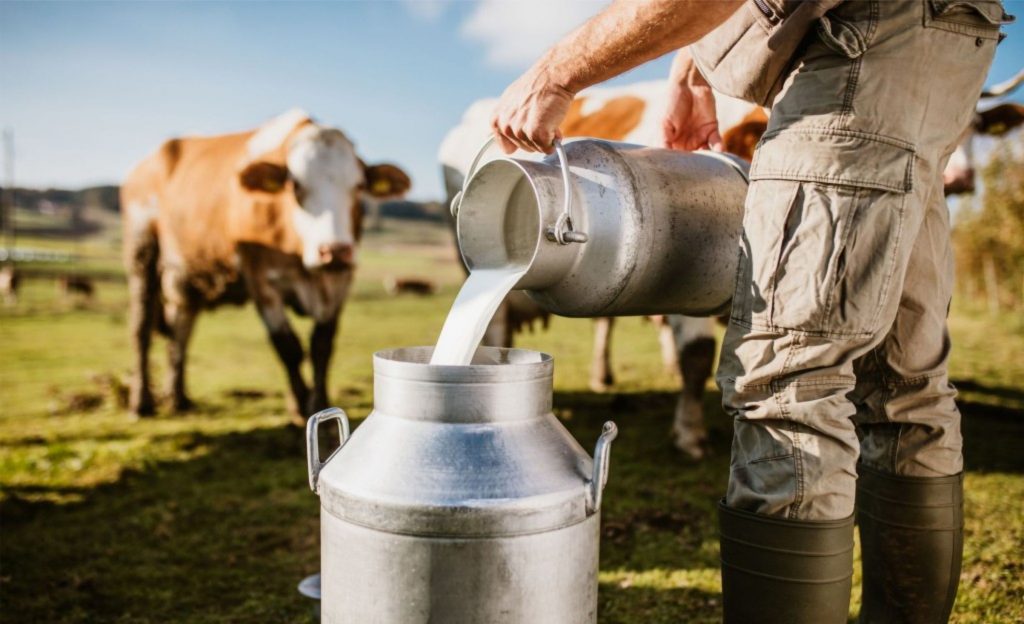 Produção de leite em Rondônia cresceu 4,1% em 2024, consolidando o estado como líder no Norte e entre os dez maiores do Brasil.