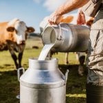 Produção de leite em Rondônia cresceu 4,1% em 2024, consolidando o estado como líder no Norte e entre os dez maiores do Brasil.