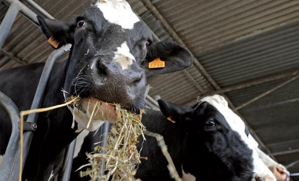 🧈 Preço recorde da manteiga reforça papel da Argentina no mundo
