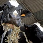 🧈 Preço recorde da manteiga reforça papel da Argentina no mundo