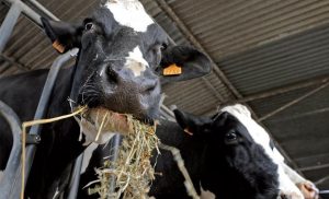 🧈 Preço recorde da manteiga reforça papel da Argentina no mundo