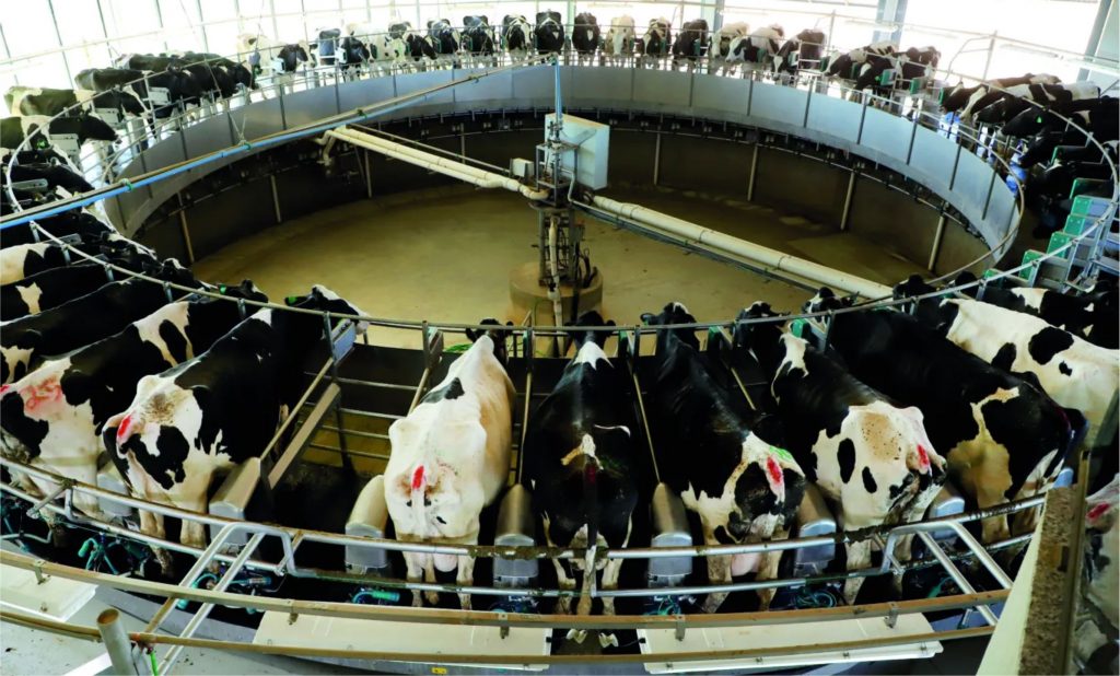 Tecnologia reduz mão de obra e melhora a qualidade do leite no campo.