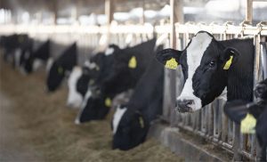 🐄 Redutor de metano eleva produção de leite no Brasil