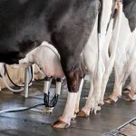 Mercado. Mesmo com recuperação global, o preço do leite ao produtor no Brasil recuou em 2025, pressionado por custos e menor demanda interna.