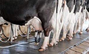 Mercado. Mesmo com recuperação global, o preço do leite ao produtor no Brasil recuou em 2025, pressionado por custos e menor demanda interna.