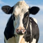 🚨 Superbactéria bovina: risco em carne, leite e derivados