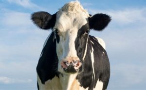 🚨 Superbactéria bovina: risco em carne, leite e derivados