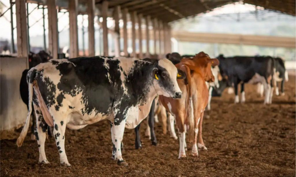 Óbitos em rebanhos levam à apreensão de dois lotes da vacina Excell 10. Mapa investiga efeitos adversos no país.