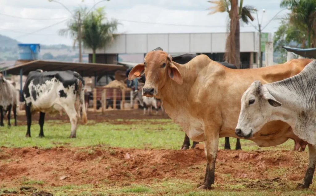 Setor lácteo de Goiás apresenta sinais de recuperação em julho Foto: Divulgação. Leite.