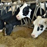 A mais recente OECD‑FAO Agricultural Outlook 2025–2034 projeta que a produção mundial de leite crescerá em média 1,8 % ao ano
