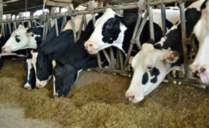 A mais recente OECD‑FAO Agricultural Outlook 2025–2034 projeta que a produção mundial de leite crescerá em média 1,8 % ao ano