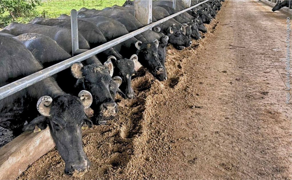 Búfala. O objetivo é não apenas aumentar a produção, mas também preservar a qualidade do leite, otimizando o manejo animal e a logística de coleta.