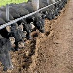 Búfala. O objetivo é não apenas aumentar a produção, mas também preservar a qualidade do leite, otimizando o manejo animal e a logística de coleta.