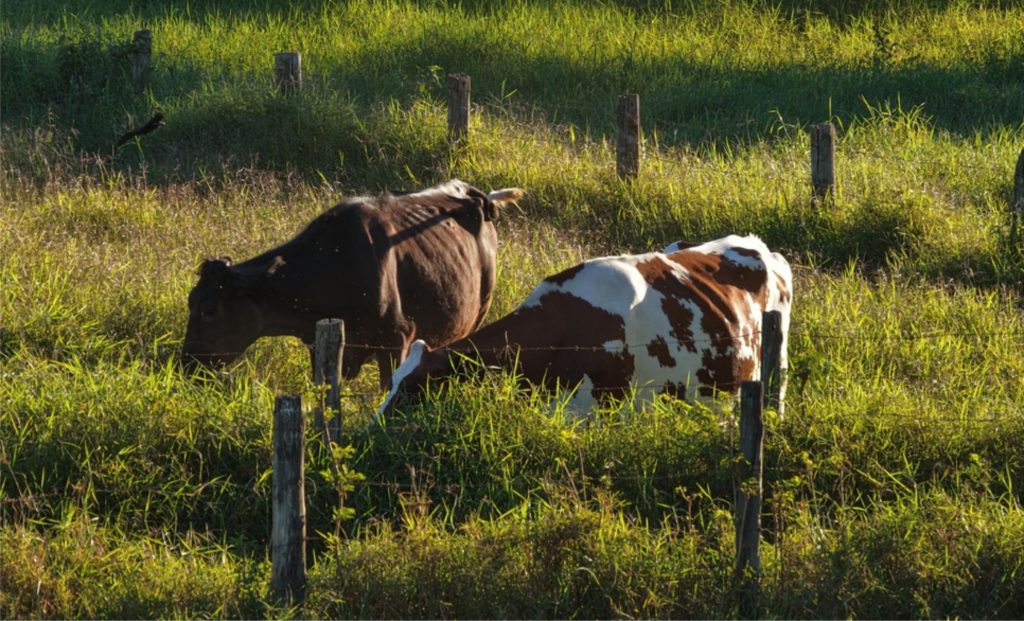 A Malunga submeteu seu rebanho a testes de genotipagem para garantir que todas as fêmeas produtoras fossem A2A2. Leite A2A2.