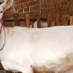 Aos 9 anos de idade, Giselle já é considerada uma das cabras mais premiadas do Brasil.