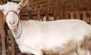 Aos 9 anos de idade, Giselle já é considerada uma das cabras mais premiadas do Brasil.