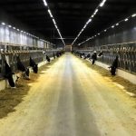 Tecnologia e tradição: SP coloca 3 fazendas entre as 10 maiores Leite