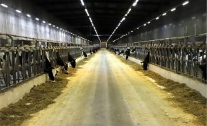 Tecnologia e tradição: SP coloca 3 fazendas entre as 10 maiores Leite