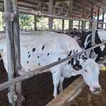 Leite de excelência no Paraná: o segredo da família Stockler 🐄