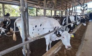 Leite de excelência no Paraná: o segredo da família Stockler 🐄