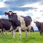 A produção da Nova Zelândia continua a bater recordes. As coletas acumuladas para a temporada estão agora 8,9% mais altas em sólidos do leite e 6,7% mais altas em tonelagem em comparação com o ano passado. Foto de arquivo. Lácteos