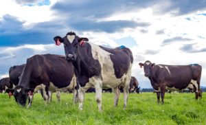 A produção da Nova Zelândia continua a bater recordes. As coletas acumuladas para a temporada estão agora 8,9% mais altas em sólidos do leite e 6,7% mais altas em tonelagem em comparação com o ano passado. Foto de arquivo. Lácteos