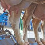 Oferta maior e consumo fraco derrubam preço do leite em MG