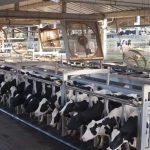 Com mais de 23 milhões de litros comercializados, Descalvado reforça sua vocação leiteira e coloca São Paulo entre os líderes da pecuária nacional.