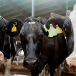 A Fazenda Real, de Cabrália Paulista, subiu três posições no Top 100 nacional e reforça o papel de São Paulo na produção de leite.