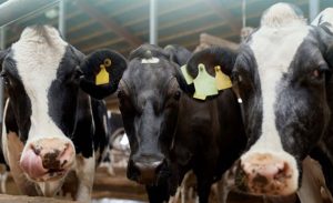 A Fazenda Real, de Cabrália Paulista, subiu três posições no Top 100 nacional e reforça o papel de São Paulo na produção de leite.