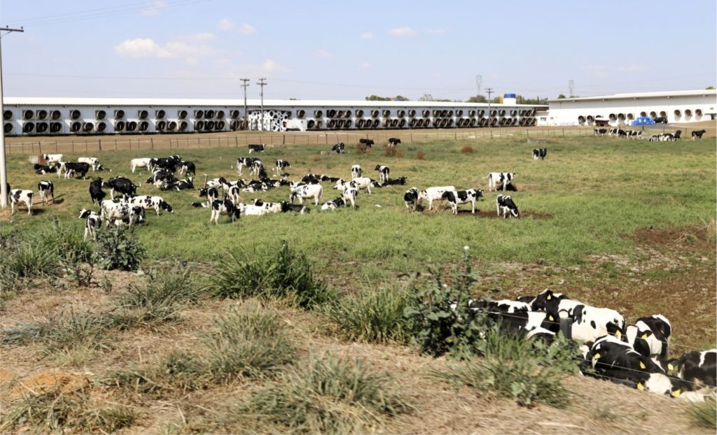 Maior fazenda leiteira do Brasil, a Colorado (SP) mantém liderança em 2025 e destaca o papel das políticas públicas no avanço da pecuária leiteira.